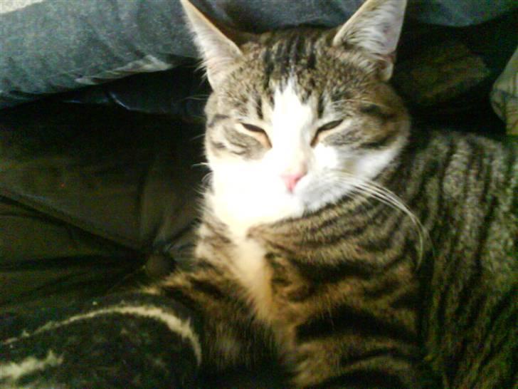 Huskat Tomtom R.I.P billede 8