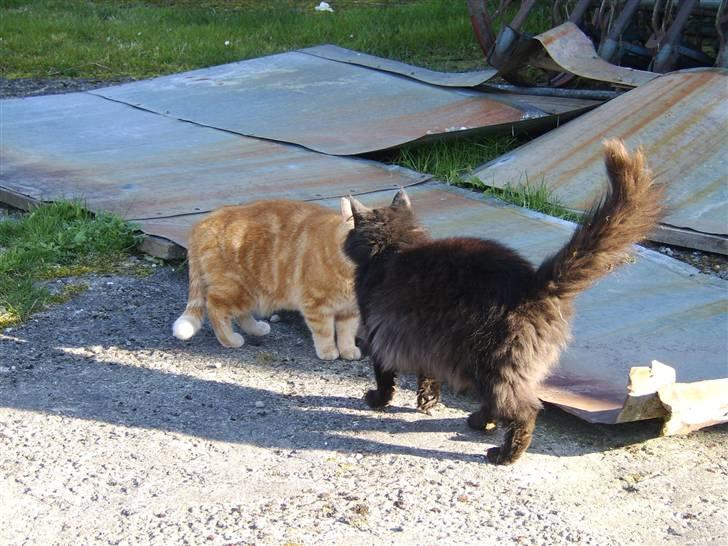 Blanding af racer Sheena billede 11