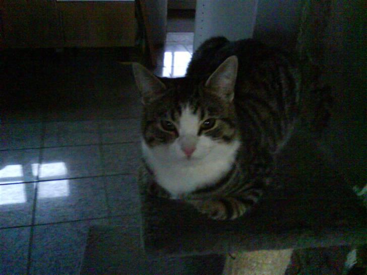 Huskat Tomtom R.I.P billede 9