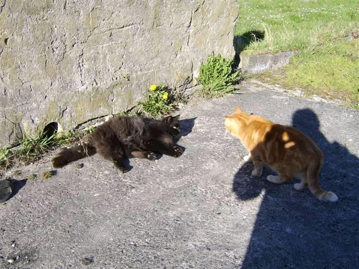 Blanding af racer Sheena billede 12