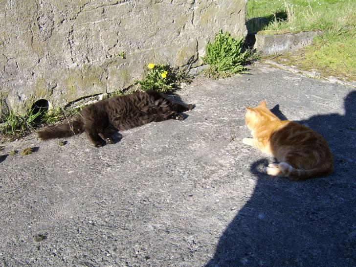 Blanding af racer Sheena billede 13