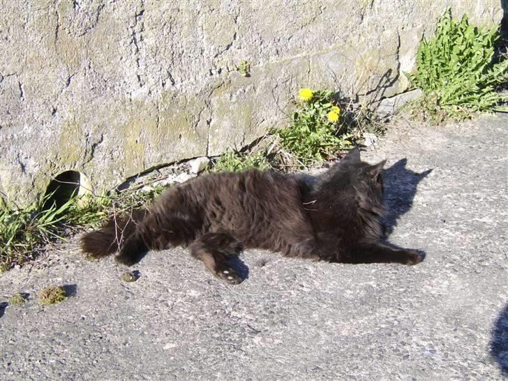 Blanding af racer Sheena billede 14