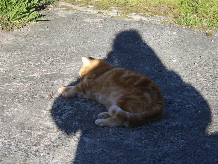 Blanding af racer Fimse - er væk billede 17