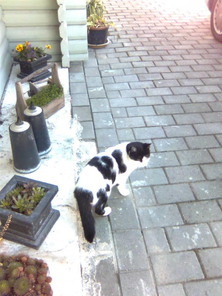 Huskat M I M I :D  billede 14