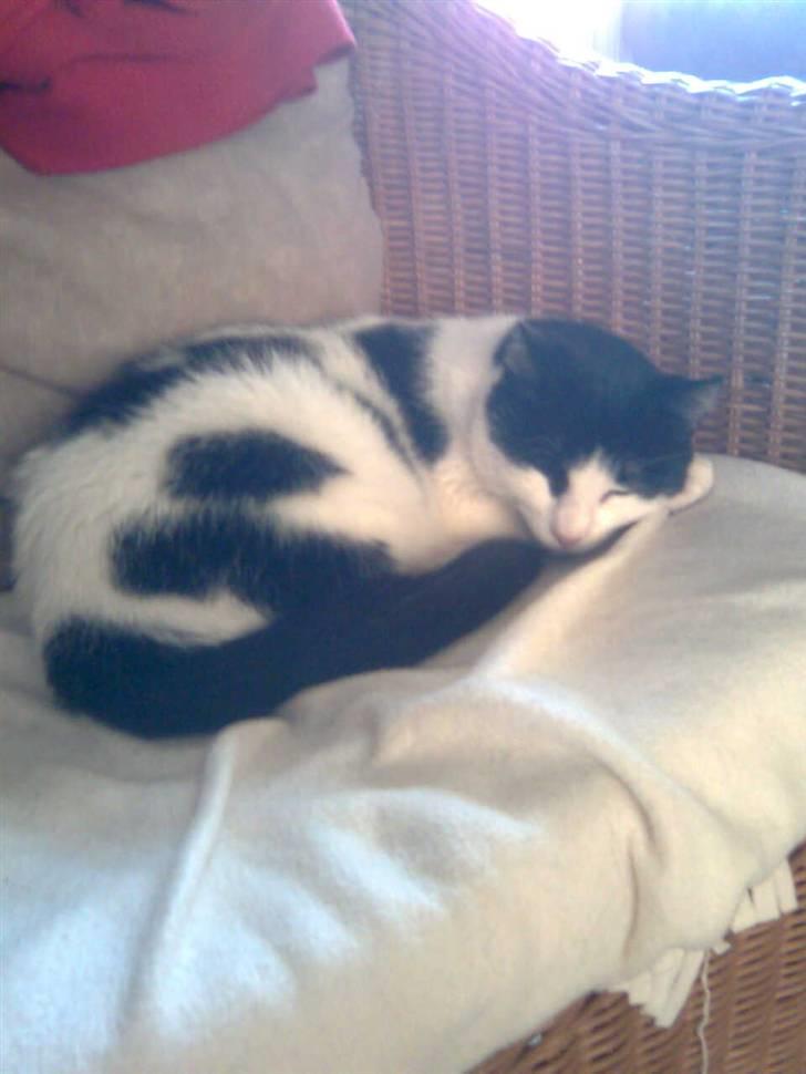 Huskat M I M I :D  billede 15