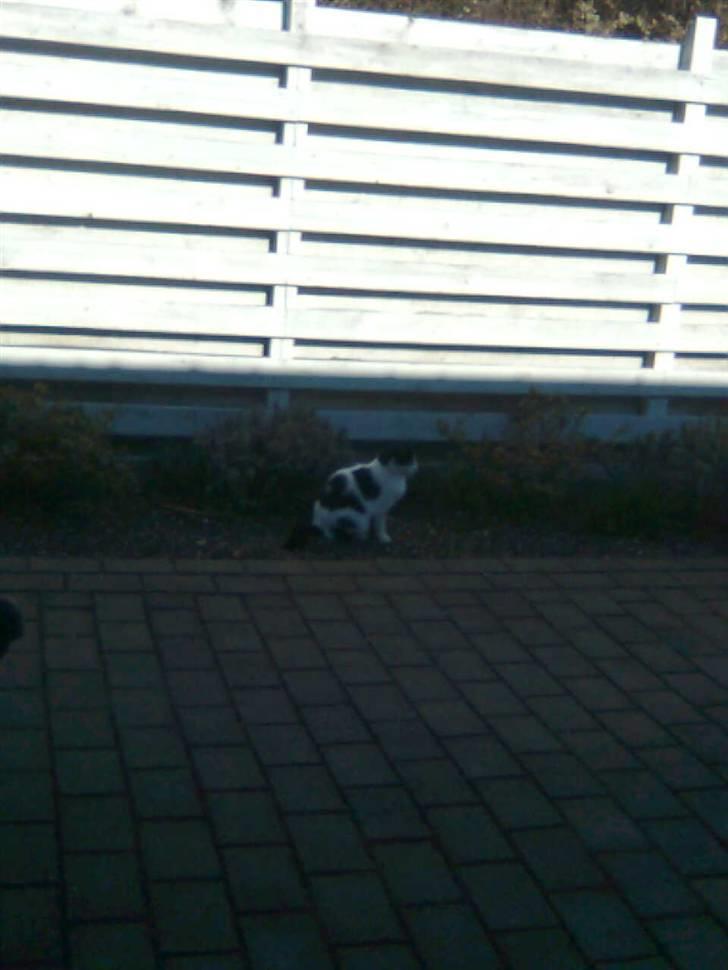 Huskat M I M I :D  billede 16