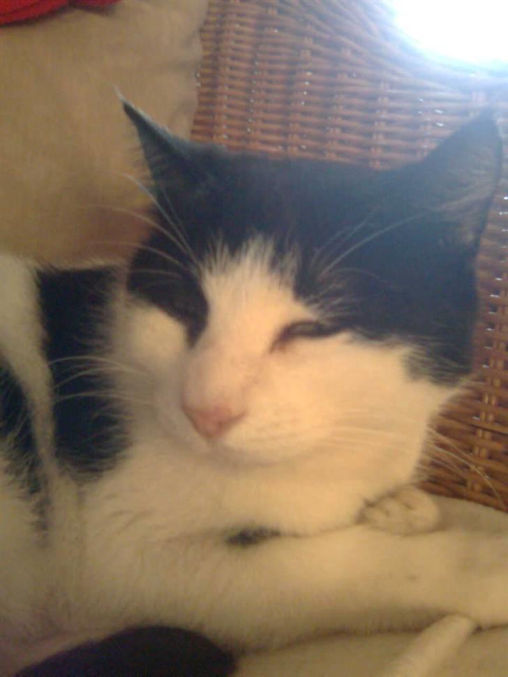 Huskat M I M I :D  billede 17