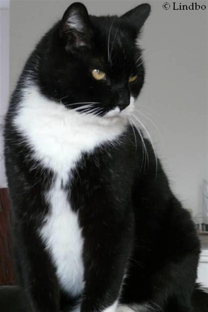 Huskat | Anton - Med mobilen :) billede 19