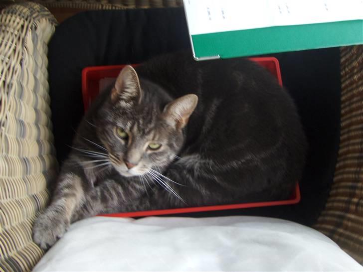 Huskat Gismo billede 12