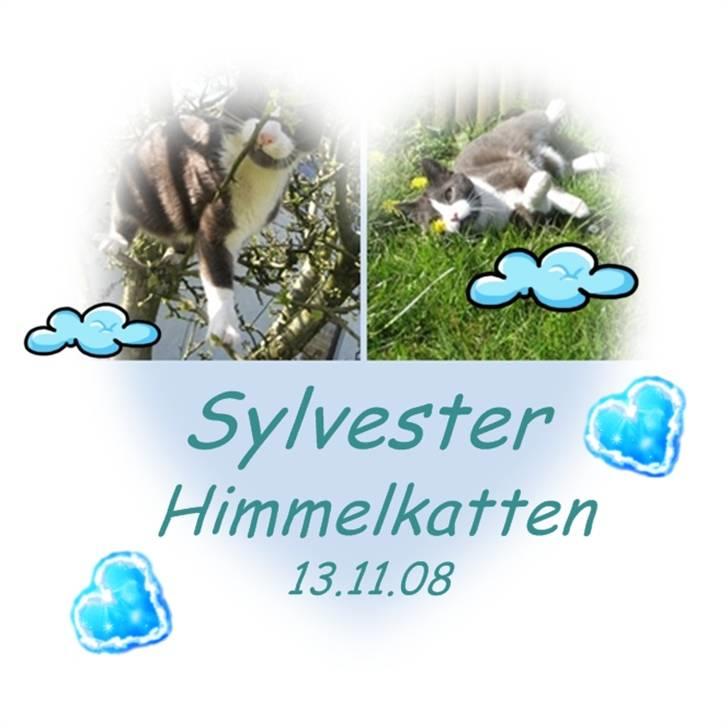 Huskat Sylvester R.I.P 13.11.08 billede 1
