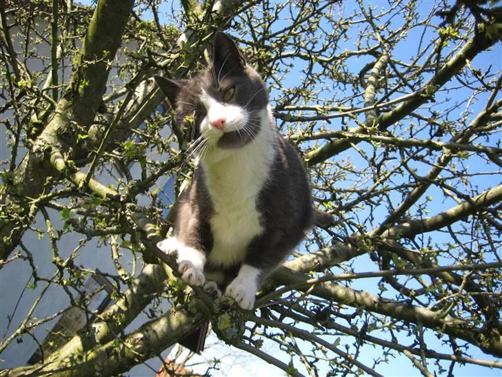 Huskat Sylvester R.I.P 13.11.08 billede 2