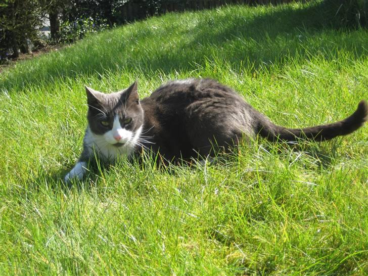 Huskat Sylvester R.I.P 13.11.08 billede 3