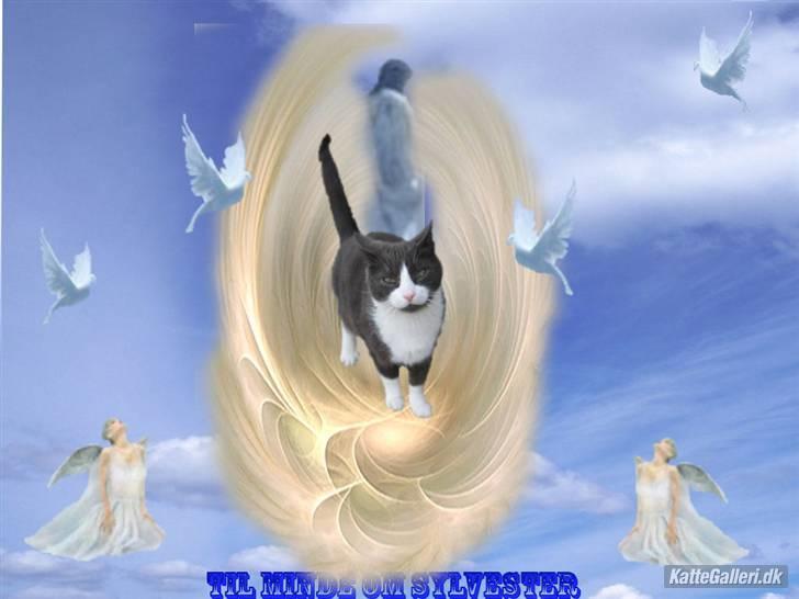 Huskat Sylvester R.I.P 13.11.08 - lavet af Niels og tusind tak.... billede 4