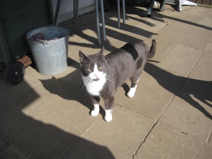 Huskat Sylvester R.I.P 13.11.08 billede 5