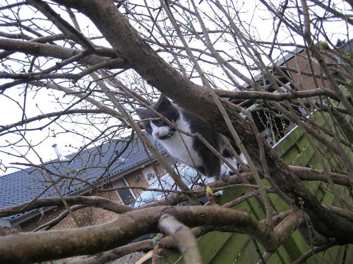 Huskat Sylvester R.I.P 13.11.08 billede 6