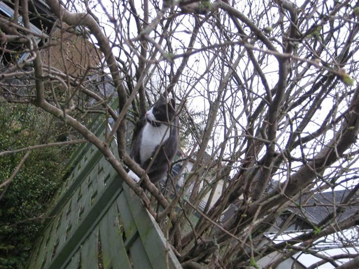 Huskat Sylvester R.I.P 13.11.08 billede 7