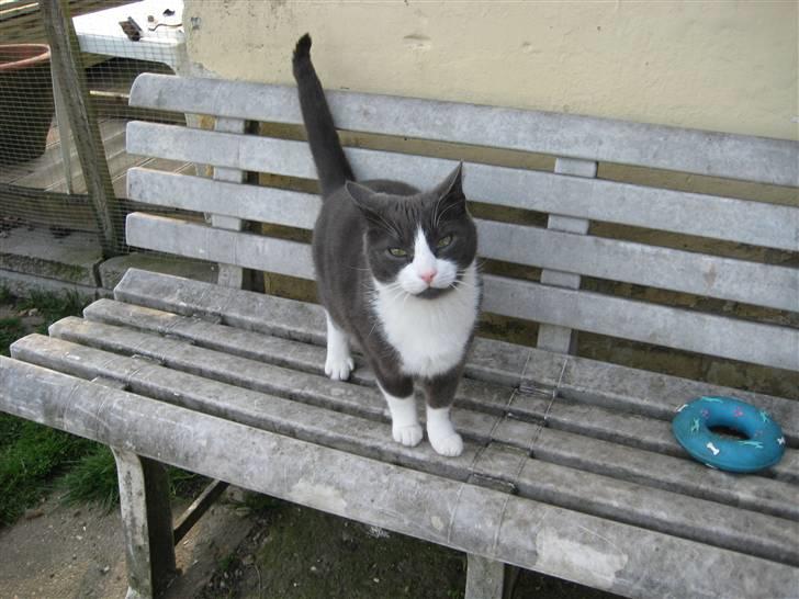 Huskat Sylvester R.I.P 13.11.08 billede 8