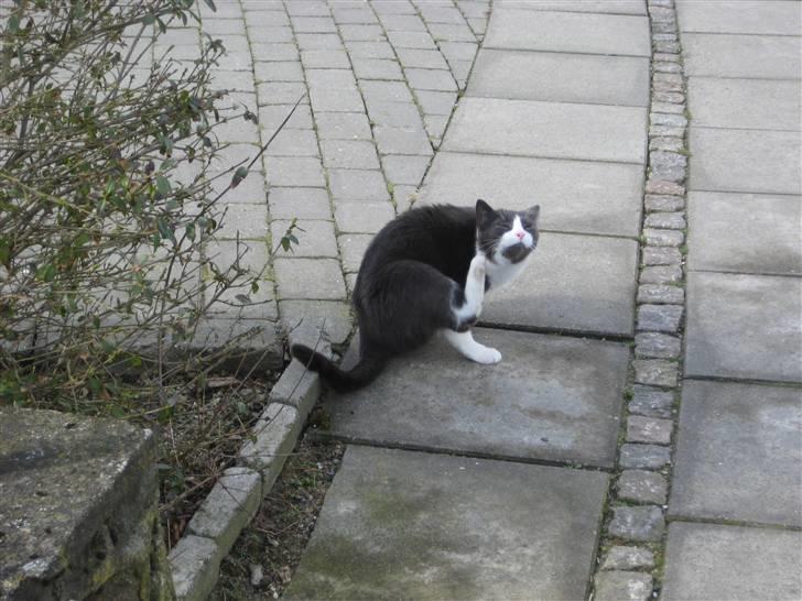 Huskat Sylvester R.I.P 13.11.08 billede 9