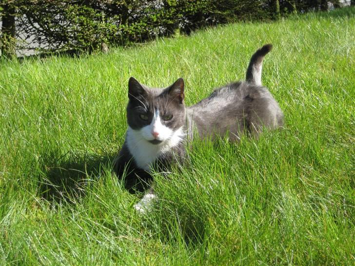 Huskat Sylvester R.I.P 13.11.08 billede 10