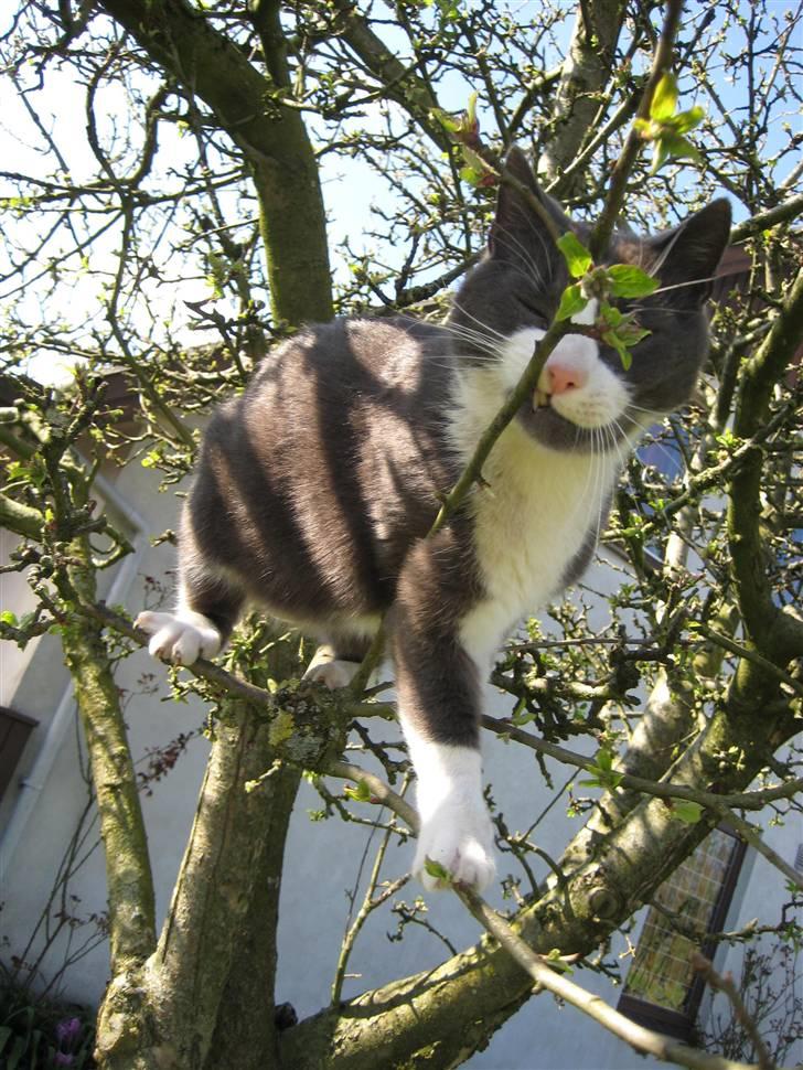 Huskat Sylvester R.I.P 13.11.08 billede 11