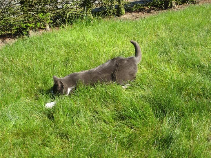 Huskat Sylvester R.I.P 13.11.08 billede 12