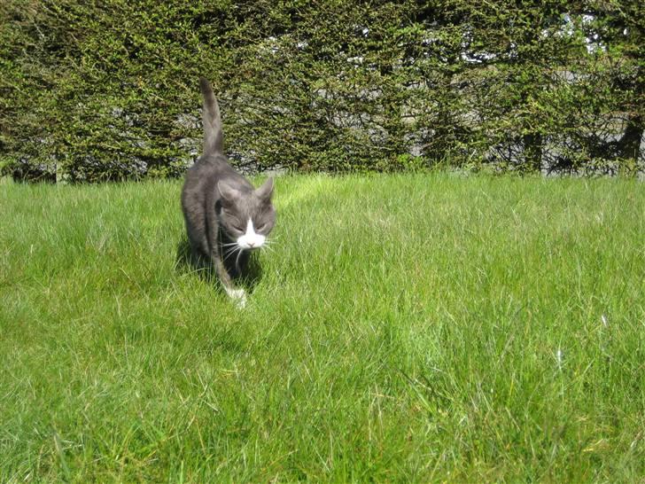 Huskat Sylvester R.I.P 13.11.08 billede 13