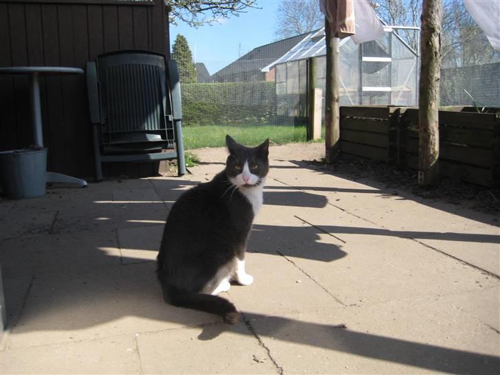 Huskat Sylvester R.I.P 13.11.08 billede 14