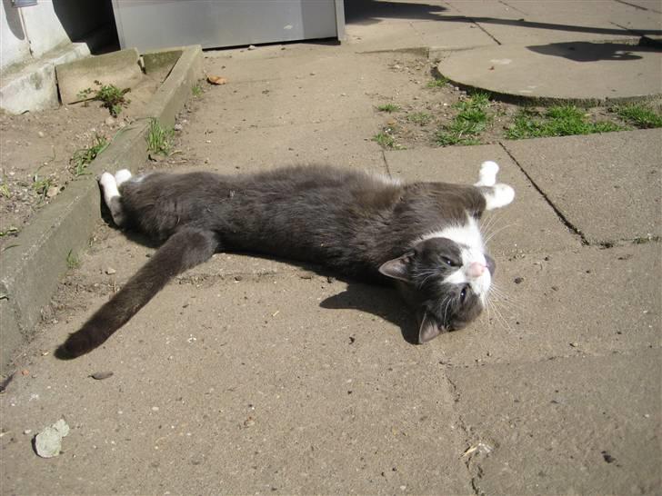 Huskat Sylvester R.I.P 13.11.08 billede 15