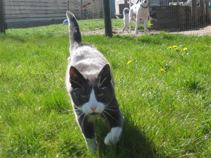 Huskat Sylvester R.I.P 13.11.08 billede 16