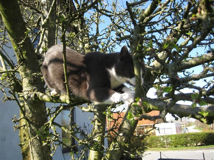 Huskat Sylvester R.I.P 13.11.08 billede 17