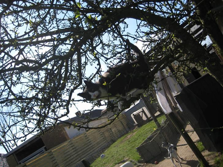 Huskat Sylvester R.I.P 13.11.08 billede 18