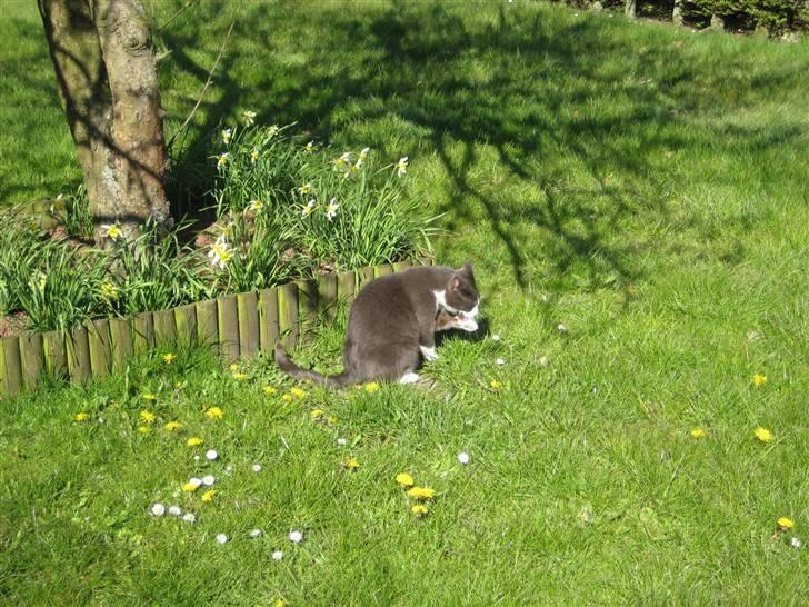 Huskat Sylvester R.I.P 13.11.08 billede 19