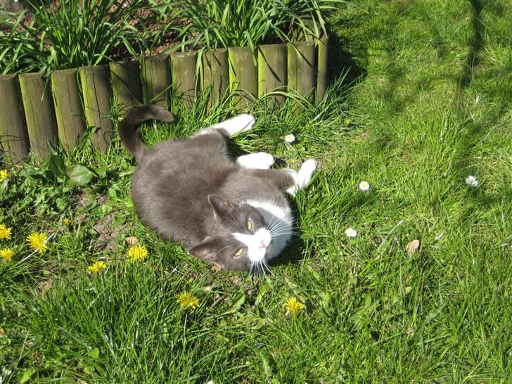 Huskat Sylvester R.I.P 13.11.08 billede 20