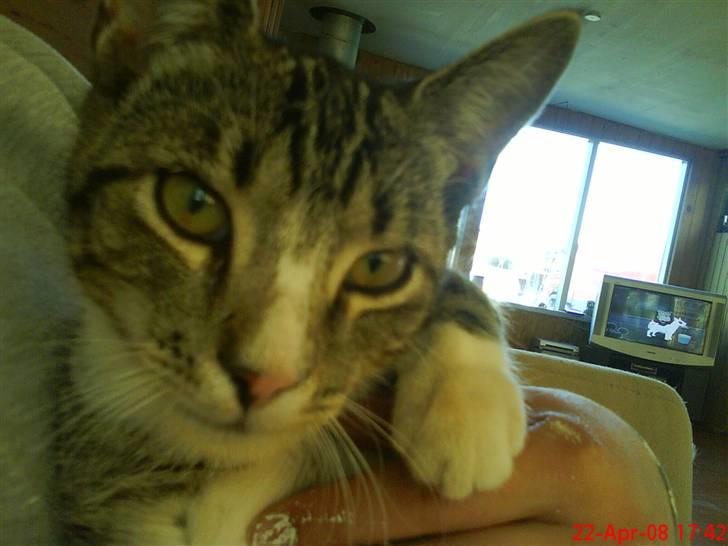 Blanding af racer Simba - Hej og velkommen til min profil:) billede 1