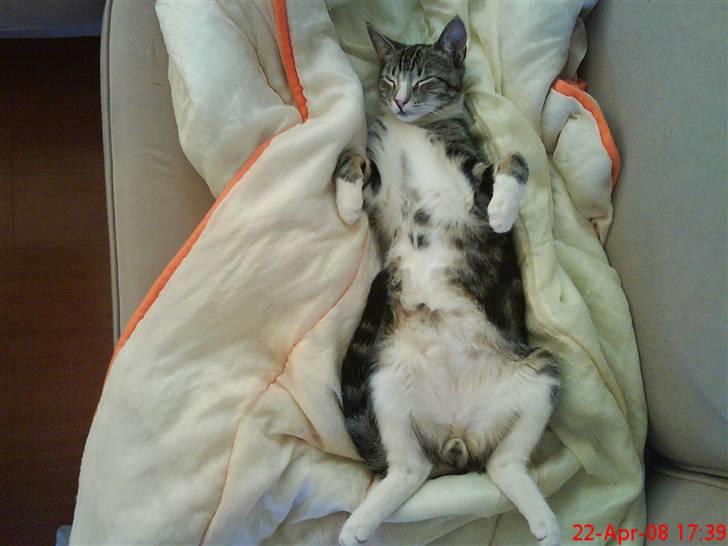 Blanding af racer Simba - Ej stop med de billeder jeg sover altså her! billede 2