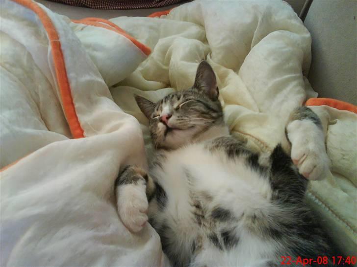 Blanding af racer Simba - Hallo jeg sover. (Simbas tanke) "Hun er da ikke for smart" billede 3