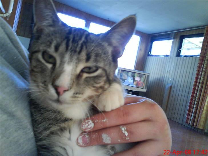 Blanding af racer Simba - Ja jeg er altså lige vågnet. billede 4