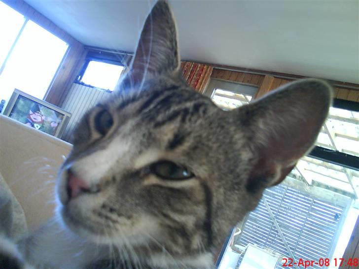 Blanding af racer Simba - Se mig lige:) billede 5