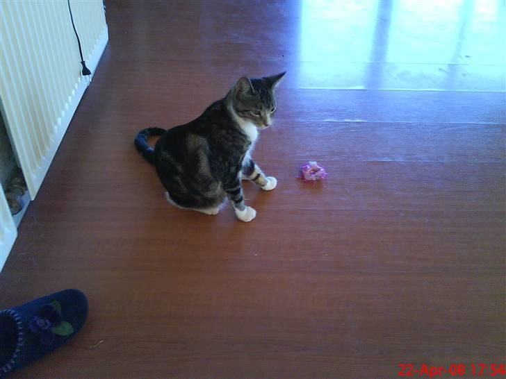 Blanding af racer Simba - Lige været i bad. billede 6