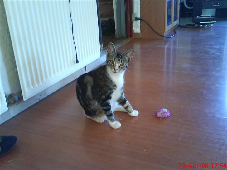 Blanding af racer Simba - Jamen hej med dig:D billede 7