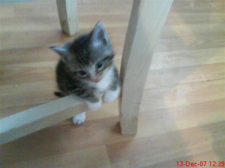 Blanding af racer Simba - Se lige hvor sød og lille jeg var:) billede 8