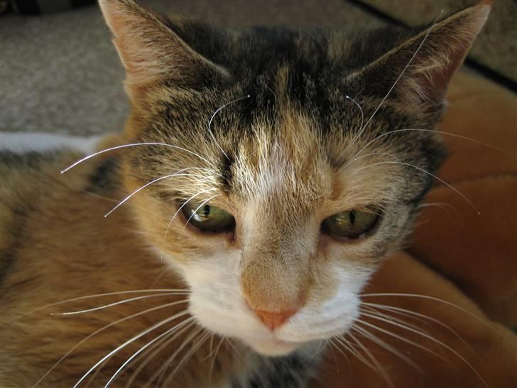 Huskat Rise billede 15