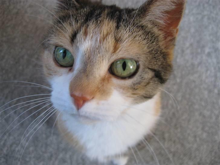 Huskat Rise billede 16