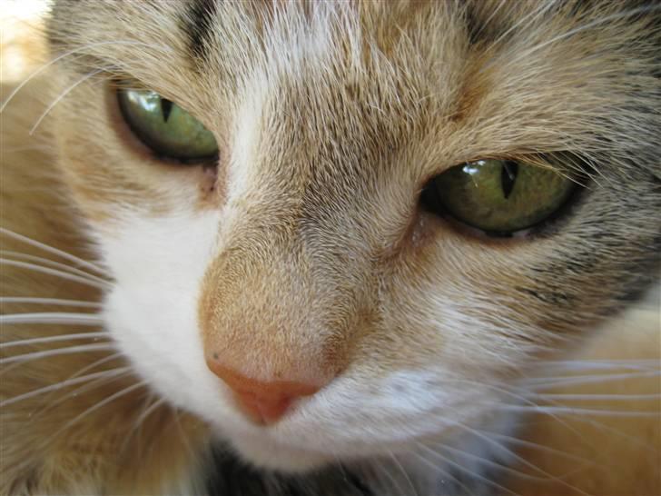 Huskat Rise billede 17