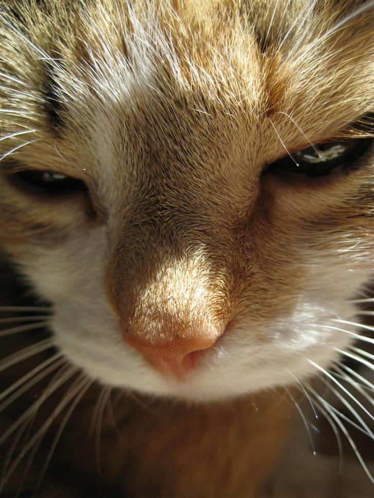 Huskat Rise billede 18