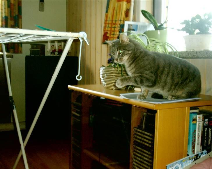 Huskat Misse billede 6