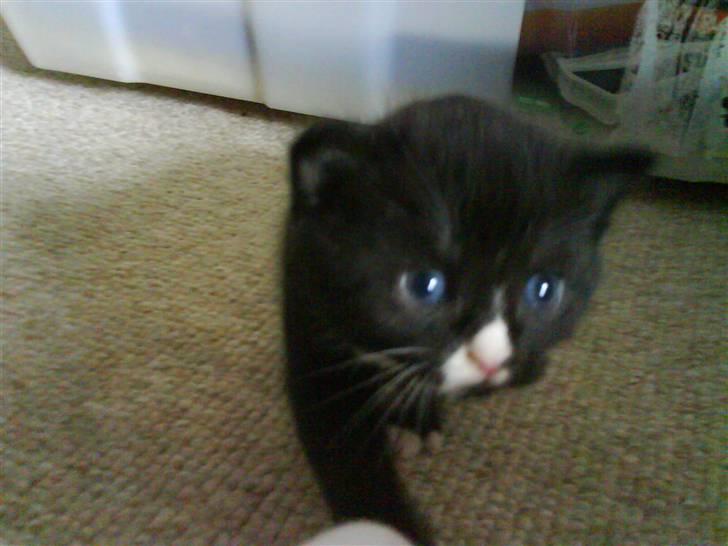 Huskat Mocca - Jeg er SÅÅÅ go´ til at gå!! billede 7