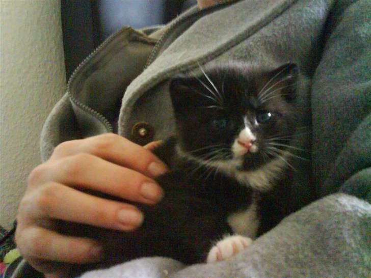 Huskat Mocca billede 8