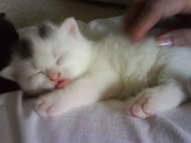 Huskat Pinky -  aaaaah dejligt at lige og blive nusset!! billede 7