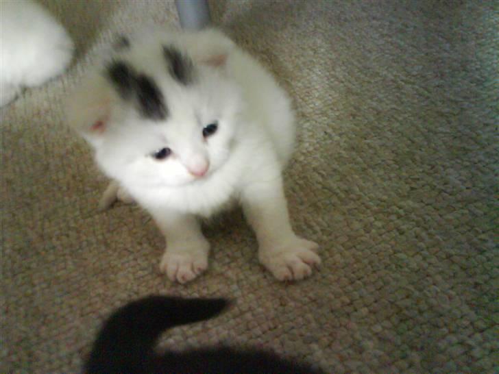 Huskat Pinky billede 8